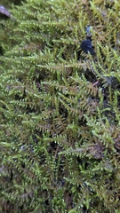 Cratoneuron