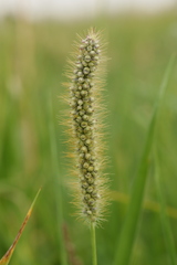 Macalpinomyces neglectus
