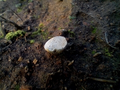 Cyathus olla