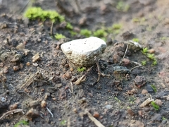 Cyathus olla