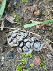 Cyathus olla