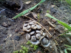 Cyathus olla