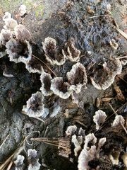 Thelephora caryophyllea