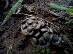 Cyathus olla