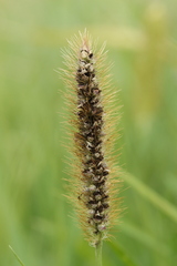 Macalpinomyces neglectus