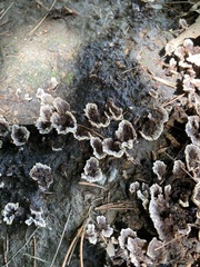 Thelephora caryophyllea