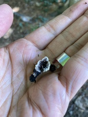 Thelephora caryophyllea