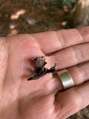 Thelephora caryophyllea