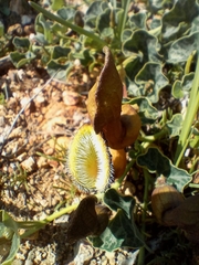 Aristolochia chilensis