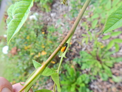 Arge pagana stephensii