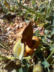 Aristolochia chilensis