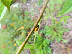 Arge pagana stephensii