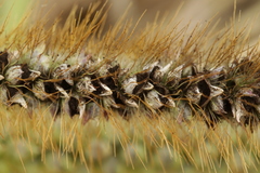 Macalpinomyces neglectus