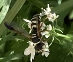 Philanthus ventilabris