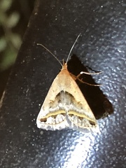 Acantholipes