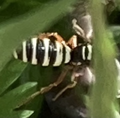 Philanthus ventilabris