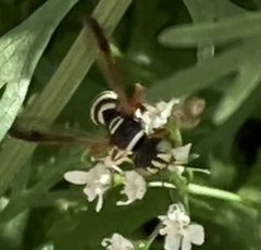 Philanthus ventilabris