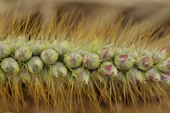 Macalpinomyces neglectus