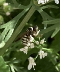 Philanthus ventilabris
