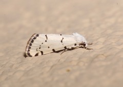 Grotella binda