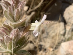 Dinteracanthus asper image