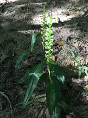 Platanthera flava flava