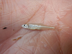 Notropis buchanani