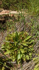 Primula pauciflora zionensis