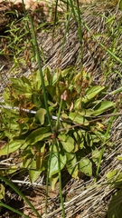 Primula pauciflora zionensis
