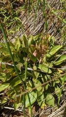 Primula pauciflora zionensis