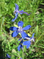 Delphinium lineapetalum