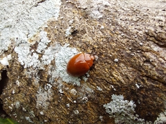 Strongylosomus dichrous