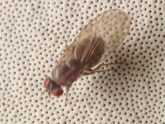 Mycodrosophila