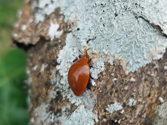 Strongylosomus dichrous