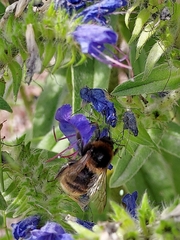 Bombus subterraneus