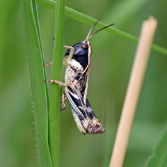 Boopedon flaviventris