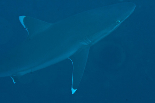 Silvertip Shark