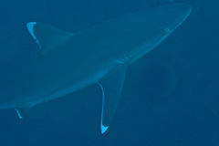 Silvertip Shark