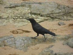 Corvus corone