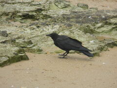 Corvus corone