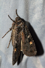 Actebia fennica
