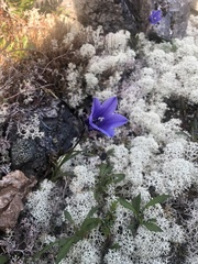 Campanula lasiocarpa