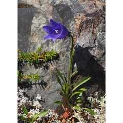 Campanula lasiocarpa