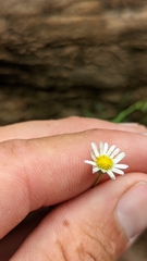 Erigeron sionis