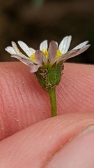 Erigeron sionis