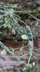 Erigeron sionis