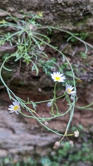 Erigeron sionis