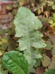 Podosphaera erigerontis-canadensis