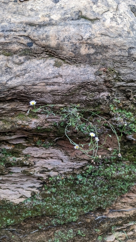 Image of Erigeron sionis by (c) Darrin Gobble, some rights reserved (CC BY)