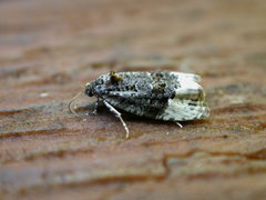 Apotomis betuletana